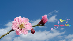 壁紙2月②