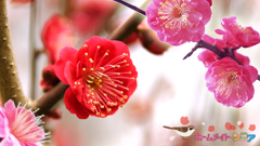 壁紙3月②