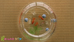 壁紙7月③